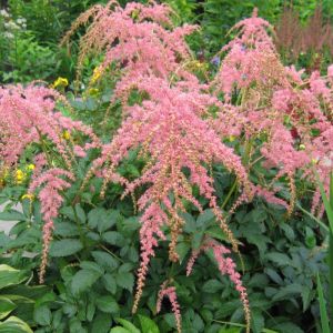 Astilbe thunbergii 'Straussenfeder' - Prachtspiere