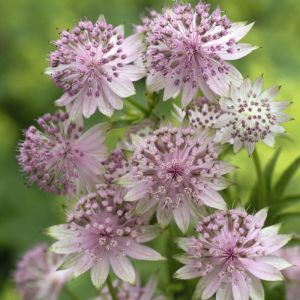 Astrantia major 'Rosensinfonie' - Sterndolde
