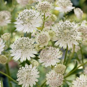 Astrantia major 'Snow Star' - Sterndolde