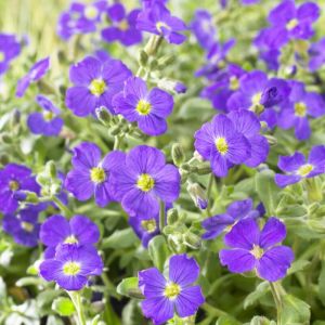 Aubrieta 'Cascade Blue' - Blaukissen