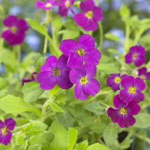 Aubrieta 'Cascade Red' - Blaukissen