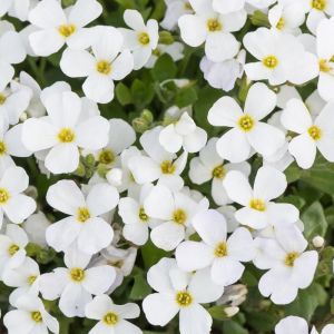 Aubrieta gracilis 'Florado White' - Blaukissen