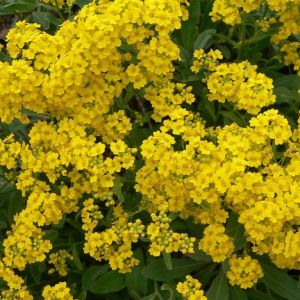 Aurinia saxatilis 'Compacta' - Steinkraut 