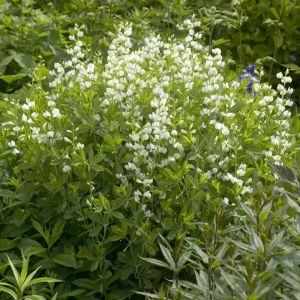 Baptisia alba - Färberhülse