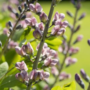 Baptisia 'Pink Truffles' - Färberhülse