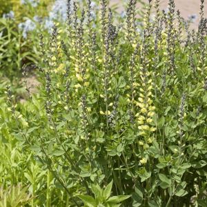 Baptisia 'Vanilla Cream' - Färberhülse