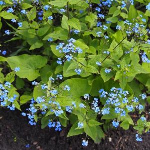 Brunnera macrophylla - Kaukasus-Vergissmeinnicht