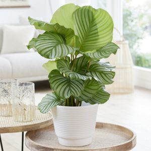 Calathea Orbifolia - Rundblättrige Korbmarante