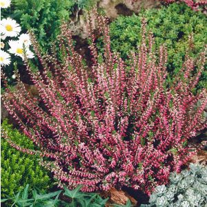 Calluna vulgaris 'Marlies' - Besenheide
