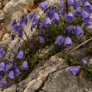 Campanula cochleariifolia - Glockenblume 