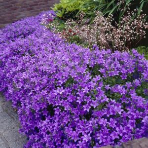 Glockenblume (Campanula)  Pflegeleichte & winterharte Bodendecker online  kaufen | Grnes Paradies