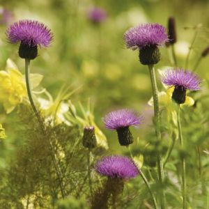 Centaurea nigra - Flockenblume