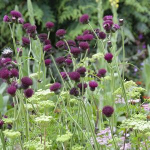 Centaurea atropurpurea - Flockenblume