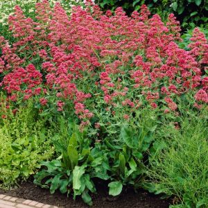 Centranthus ruber 'Coccineus' - Spornblume