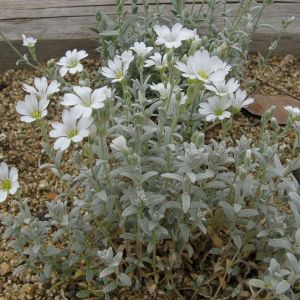 Cerastium tomentosum - Hornkraut
