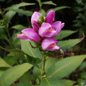 Chelone lyonii ‘Hot Lips’ – Schildblume