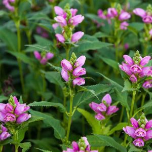 Chelone obliqua - Schlangenkopf