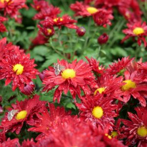 Chrysanthemum rubellum 'Duchess of Edinburgh' - Herbstchrysantheme