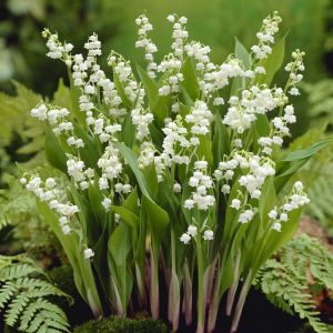 Convallaria majalis - Maiglöckchen
