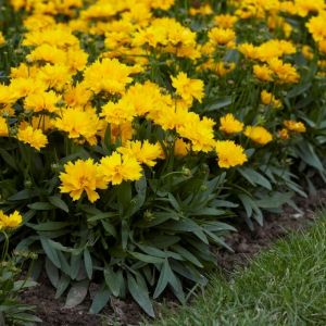 Coreopsis grandiflora 'Presto' - Mädchenauge