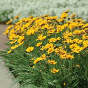 Coreopsis grandiflora 'Sunfire' - Mädchenauge 