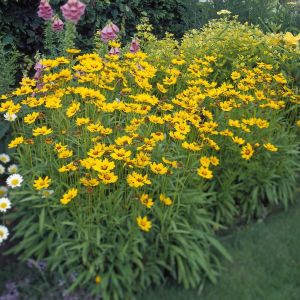 Coreopsis lanceolata 'Sterntaler' - Mädchenauge