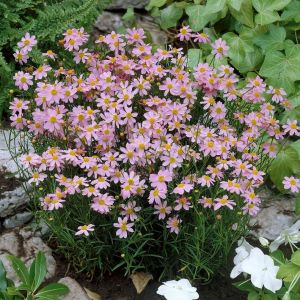 Coreopsis rosea 'American Dream' - Mädchenauge