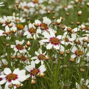 Coreopsis rosea 'Sweet Dreams' - Mädchenauge Coreopsis rosea 'Sweet Dreams' - Mädchenauge