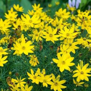 Coreopsis verticillata - Mädchenauge