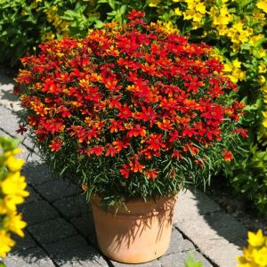 Coreopsis verticillata 'Ladybird' - Mädchenauge
