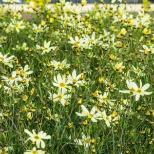 Coreopsis verticillata 'Moonbeam' - Mädchenauge