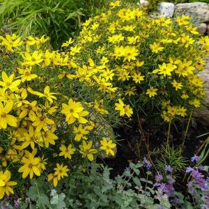 Coreopsis verticillata 'Zagreb' - Mädchenauge