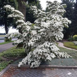 Cornus Kousa - Hartriegel
