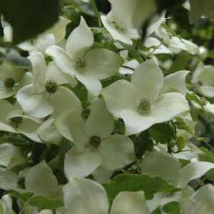 Cornus kousa 'Chinensis' - Hartriegel