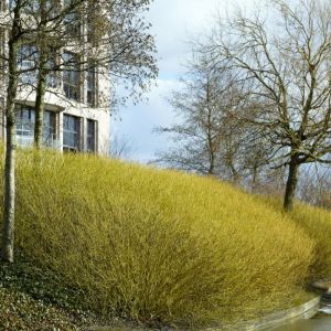 Cornus sericea 'Flaviramea' - Hartriegel
