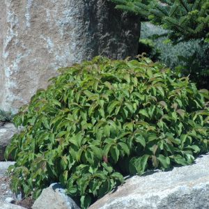 Cornus sericea 'Kelseyi' - Hartriegel
