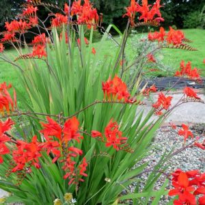 Crocosmia 'Lucifer' - Montbretie
