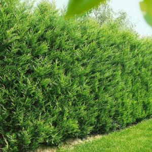 Cupressocyparis leylandii - Zypresse