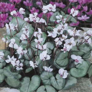Cyclamen coum 'Album' - Alpenveilchen