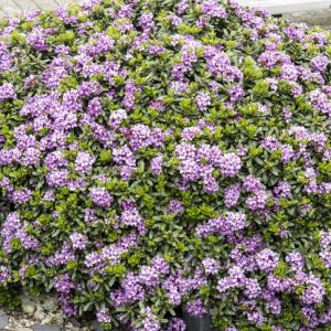 Daphne x susannae 'Anton fahndrich' - Seidelbast Daphne x susannae 'Anton fahndrich' - Seidelbast