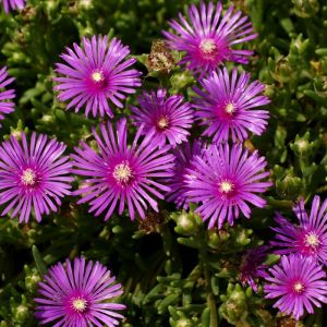 Delosperma cooperi - Mittagsblume