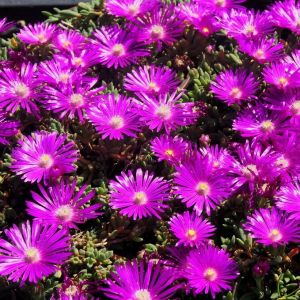 Delosperma cooperi 'Table Mountain' - Mittagsblume