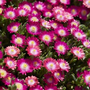 Delosperma cooperi ‘Jewel of Des Garnet’ - Eisblume