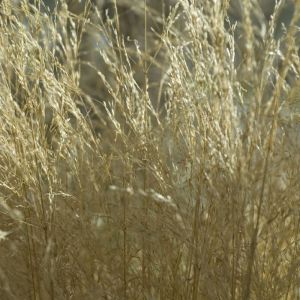 Deschampsia cespitosa 'Bronzeschleier' - Schmiele