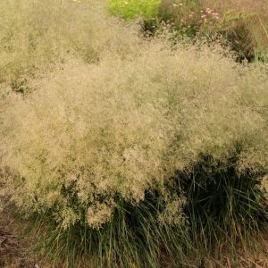 Deschampsia cespitosa 'Tardiflora' - Schmiele