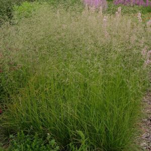 Deschampsia cespitosa 'Tauträger' - Schmiele