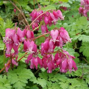 Dicentra formosa Luxuriant - Zwergige Herzblume