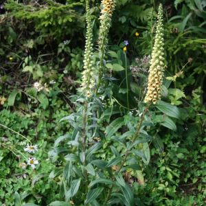 Digitalis ferruginea 'Gelber Herold' - Fingerhut