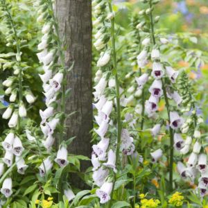 Digitalis purpurea Pam’s Choice - Fingerhut Digitalis purpurea Pam’s Choice - Fingerhut