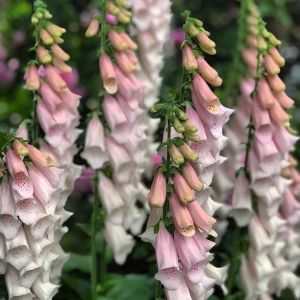 Digitalis purpurea 'Gloxiniiflora' - Fingerhut